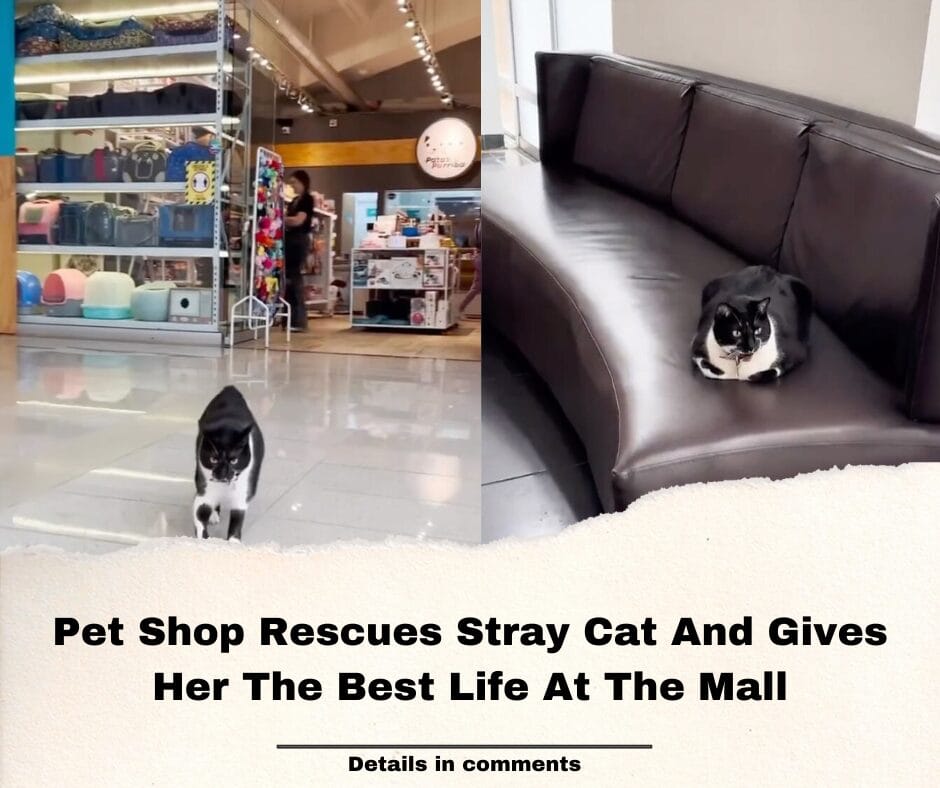 Pet Shop Rescues Stray Cat And Gives Her The Best Life At The Mall