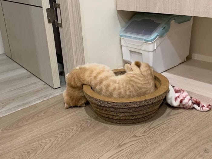 50 Times People Captured Their Cats Losing Their Single Brain Cell (Best Pics)