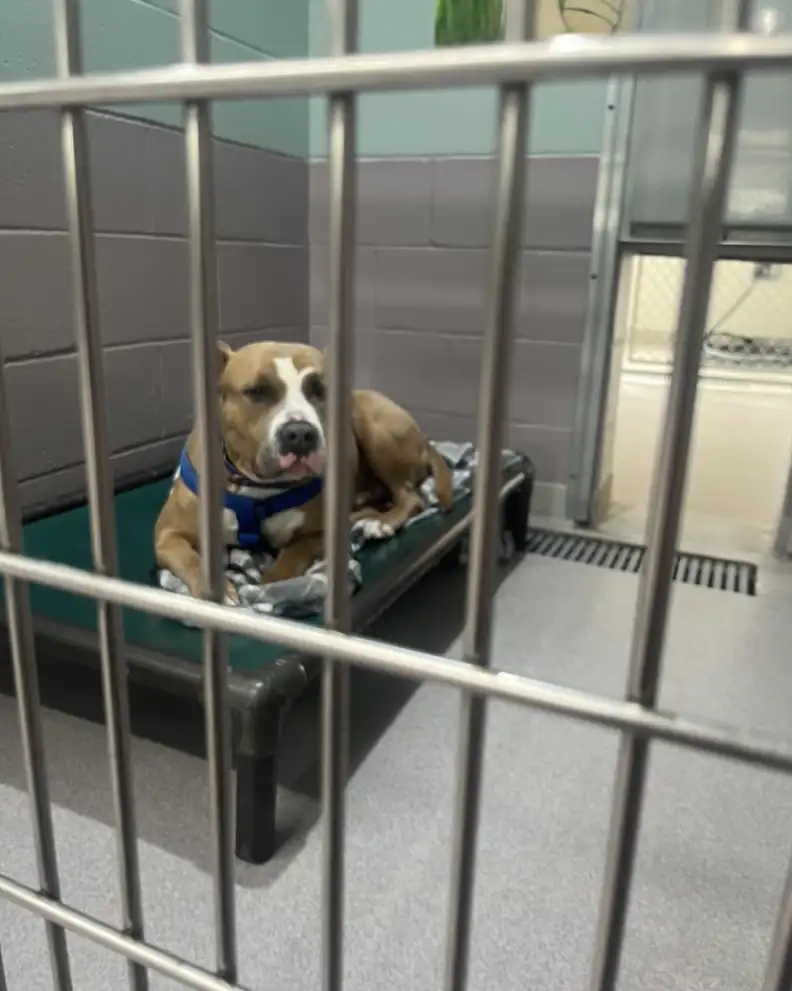 Shelter Dog Keeps Getting Overlooked Because People Say He ‘Looks Scary’