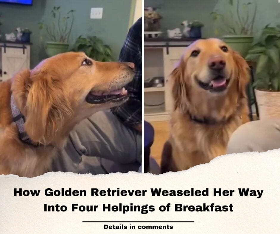 How Golden Retriever Weaseled Her Way Into Four Helpings of Breakfast