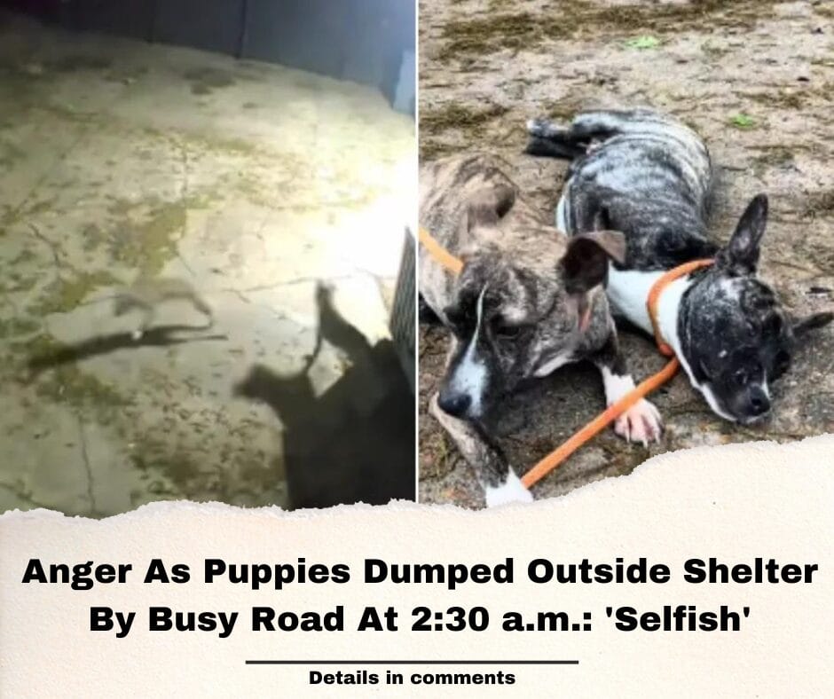 Anger As Puppies Dumped Outside Shelter By Busy Road At 2:30 a.m.: ‘Selfish’