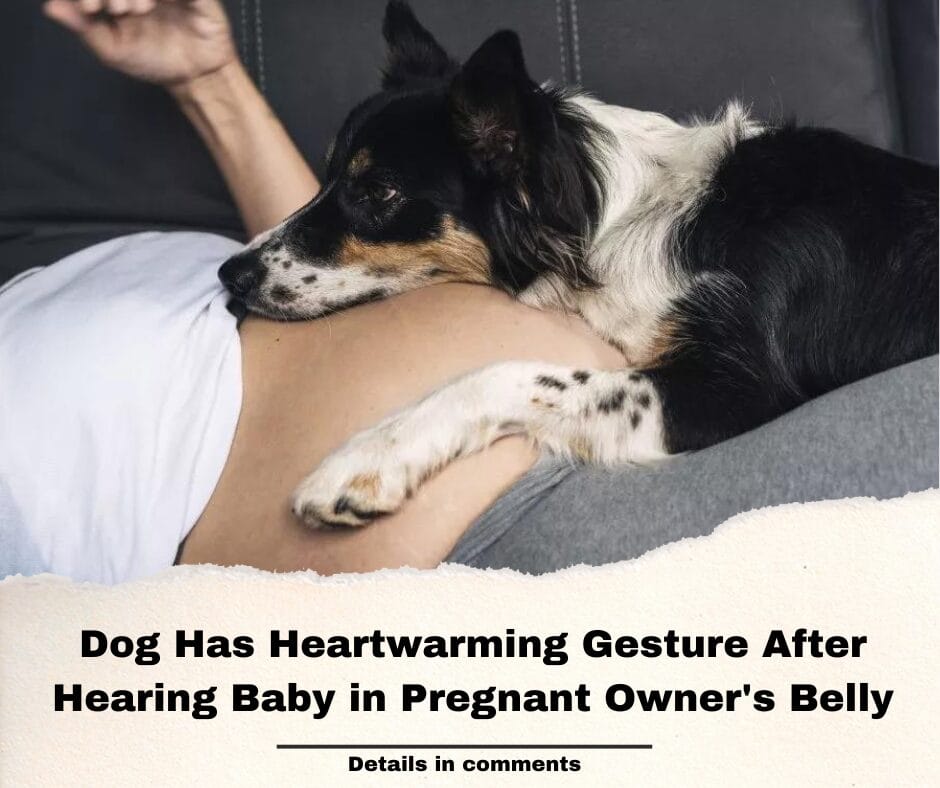 Dog Has Heartwarming Gesture After Hearing Baby in Pregnant Owner’s Belly