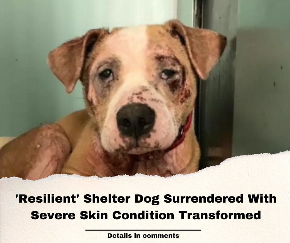 ‘Resilient’ Shelter Dog Surrendered With Severe Skin Condition Transformed