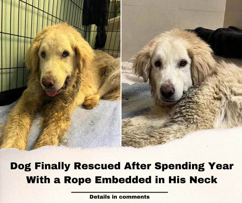 Dog Finally Rescued After Spending Year With a Rope Embedded in His Neck