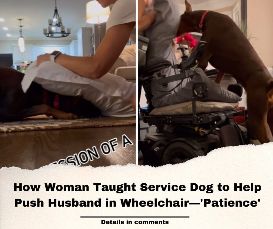 How Woman Taught Service Dog to Help Push Husband in Wheelchair—’Patience’