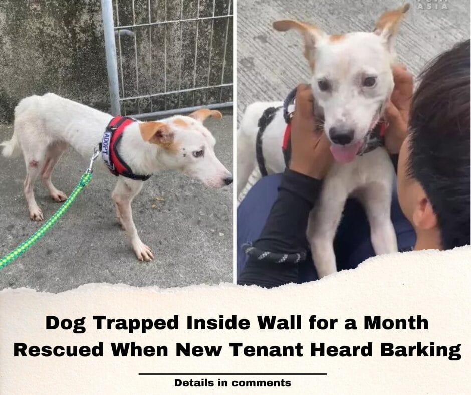 Dog Trapped Inside Wall for a Month Rescued When New Tenant Heard Barking