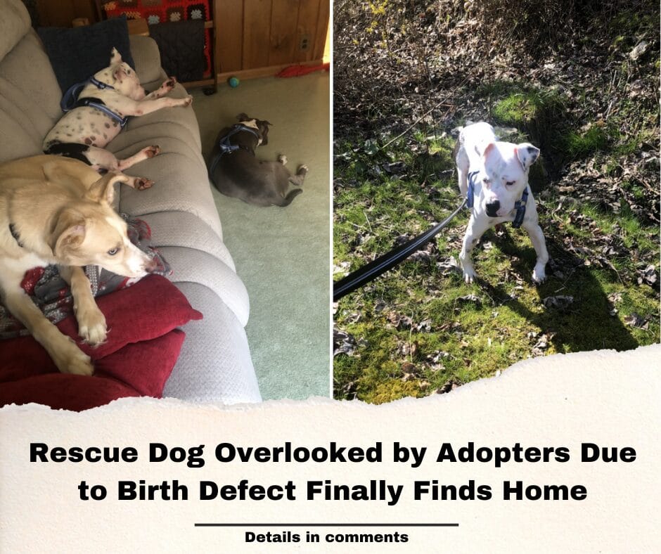 Rescue Dog Overlooked by Adopters Due to Birth Defect Finally Finds Home