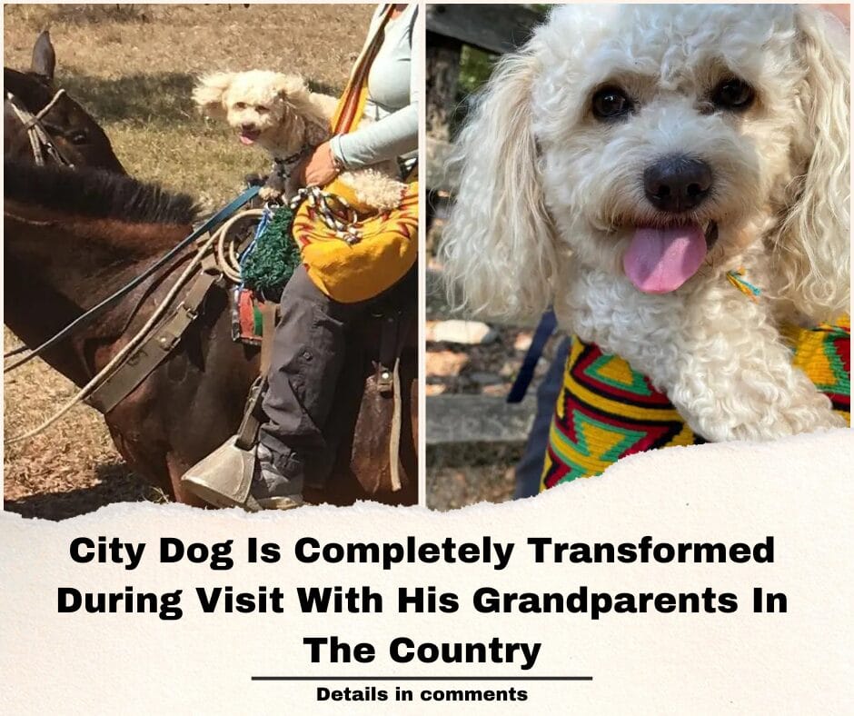 City Dog Is Completely Transformed During Visit With His Grandparents In The Country