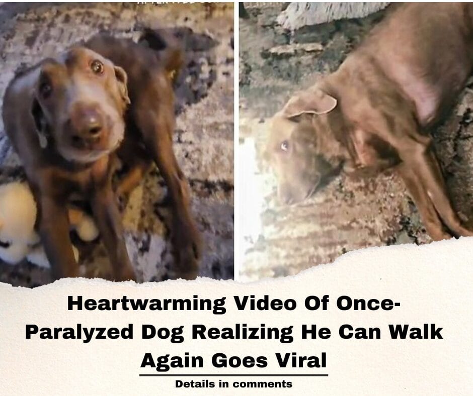 Heartwarming Video Of Once-Paralyzed Dog Realizing He Can Walk Again Goes Viral