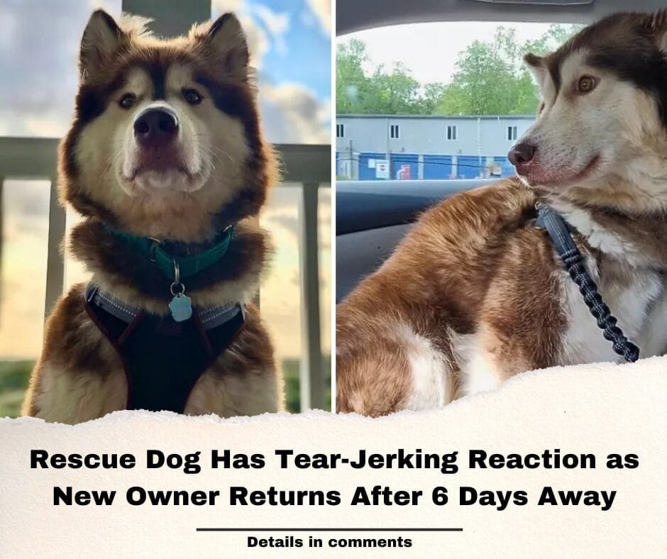 Rescue Dog Has Tear-Jerking Reaction as New Owner Returns After 6 Days Away