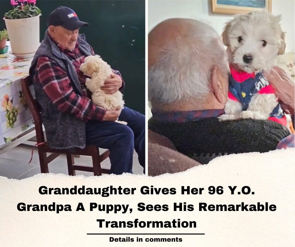 Granddaughter Gives Her 96 Y.O. Grandpa A Puppy, Sees His Remarkable Transformation