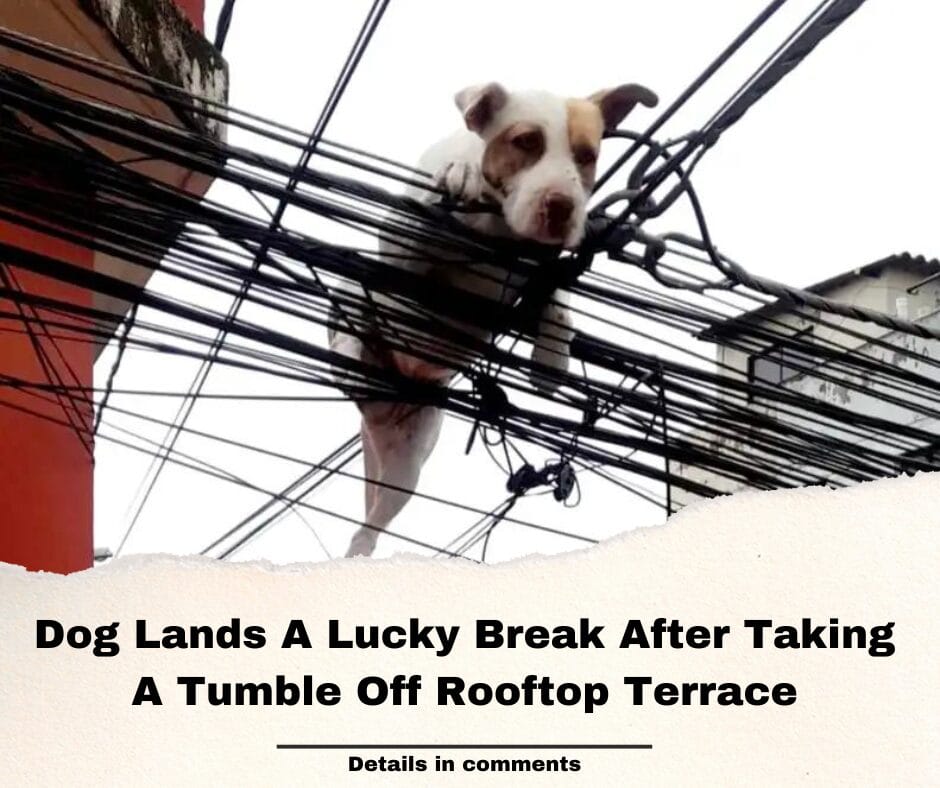 Dog Lands A Lucky Break After Taking A Tumble Off Rooftop Terrace