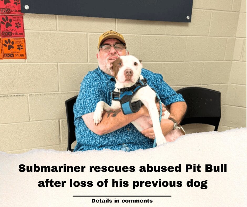 Submariner rescues abused Pit Bull after loss of his previous dog