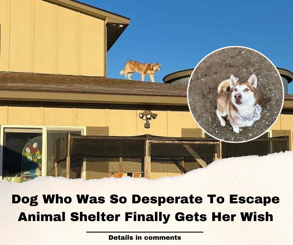 Dog Who Was So Desperate To Escape Animal Shelter Finally Gets Her Wish