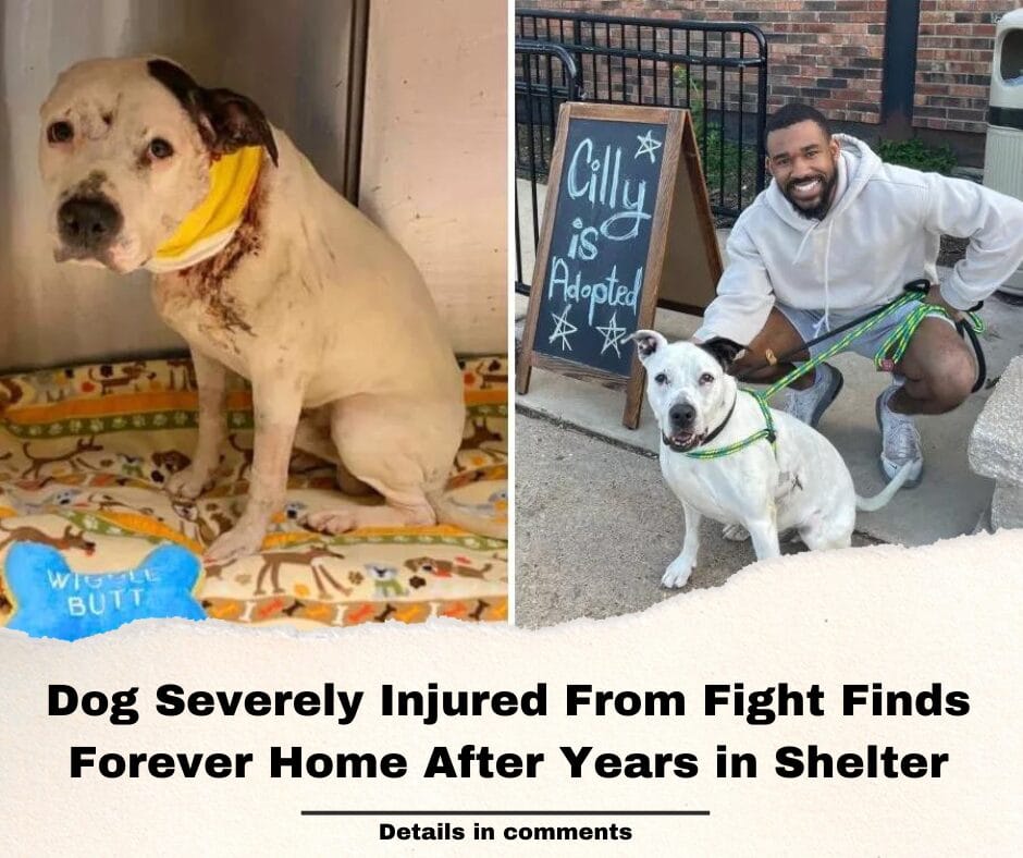 Dog Severely Injured From Fight Finds Forever Home After Years in Shelter