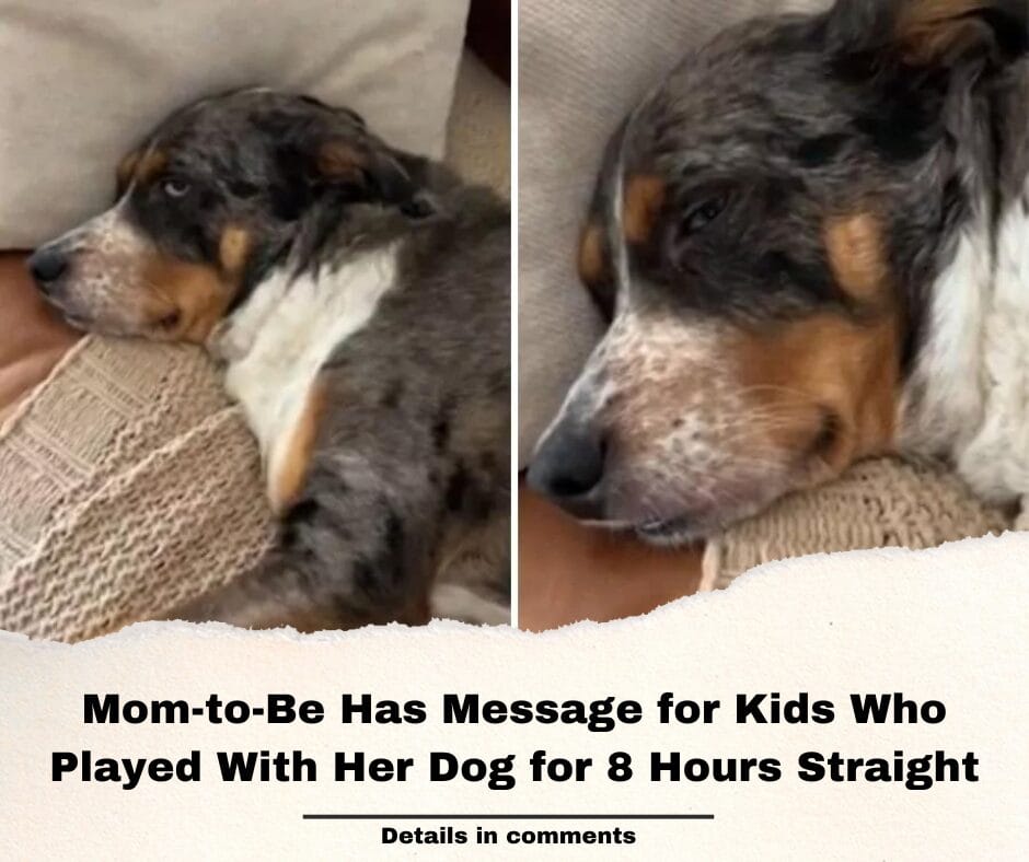 Mom-to-Be Has Message for Kids Who Played With Her Dog for 8 Hours Straight