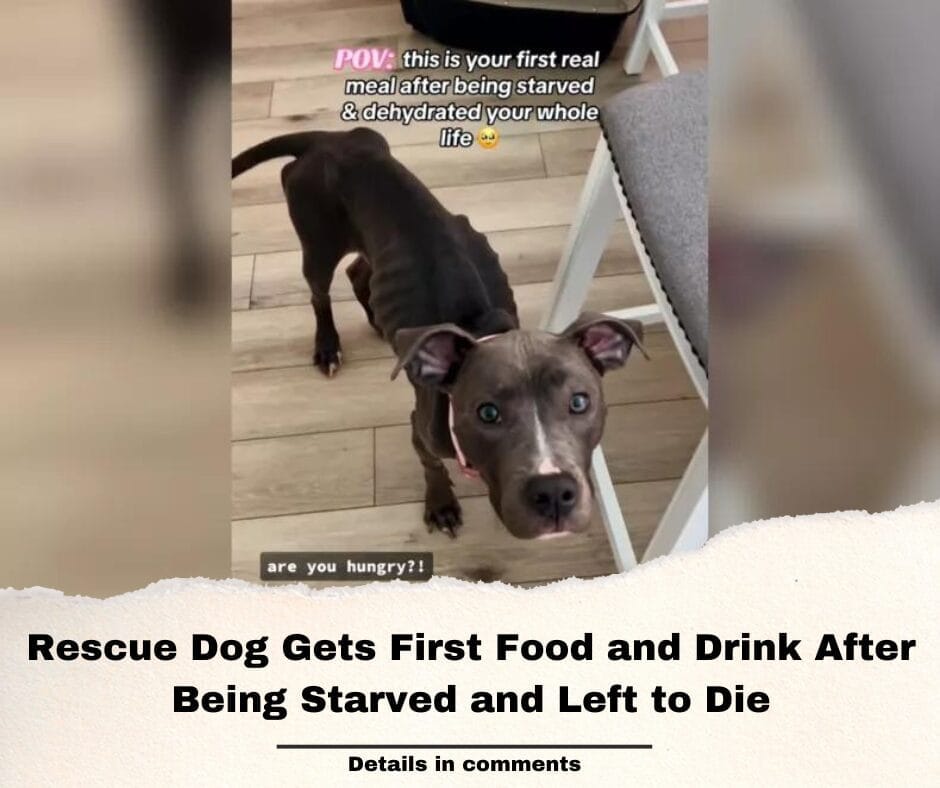 Rescue Dog Gets First Food and Drink After Being Starved and Left to Die