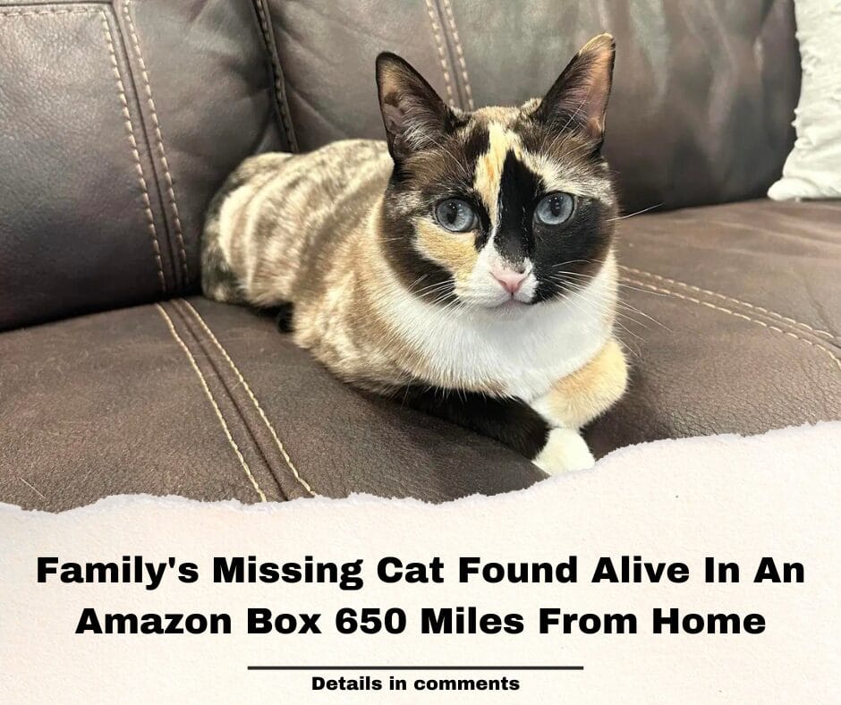 Family’s Missing Cat Found Alive In An Amazon Box 650 Miles From Home