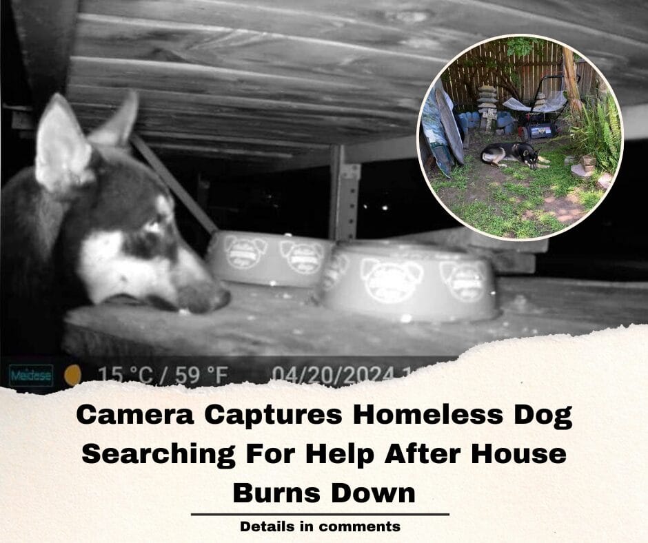 Camera Captures Homeless Dog Searching For Help After House Burns Down