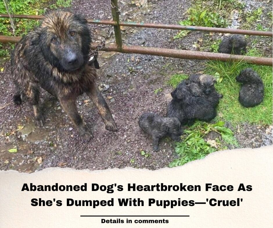 Abandoned Dog’s Heartbroken Face As She’s Dumped With Puppies—’Cruel’
