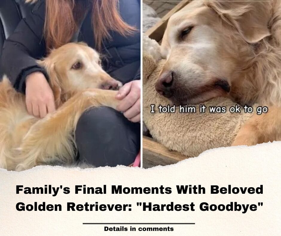 Family’s Final Moments With Beloved Golden Retriever: “Hardest Goodbye”
