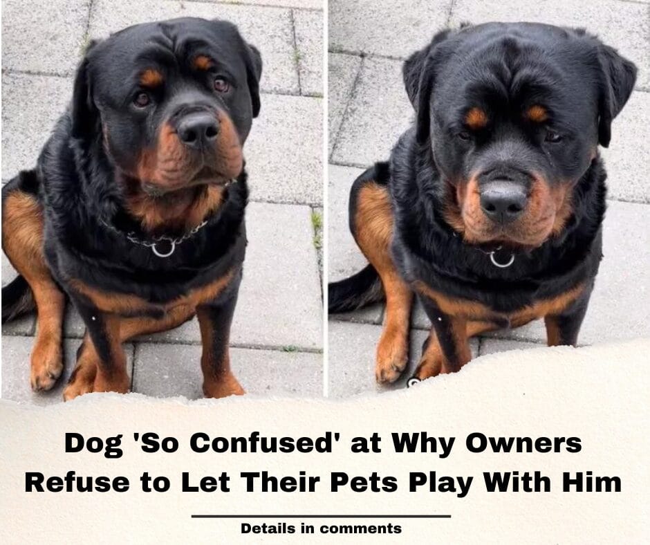 Dog ‘So Confused’ at Why Owners Refuse to Let Their Pets Play With Him