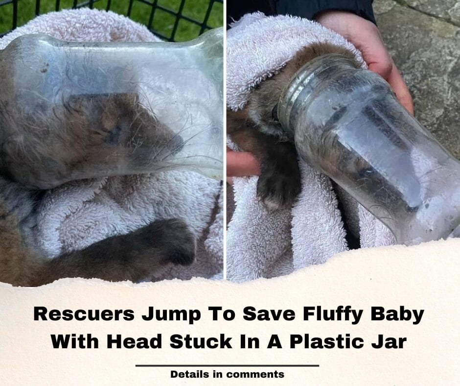 Rescuers Jump To Save Fluffy Baby With Head Stuck In A Plastic Jar