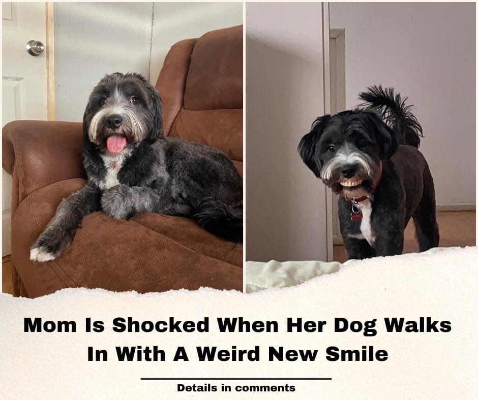 Mom Is Shocked When Her Dog Walks In With A Weird New Smile