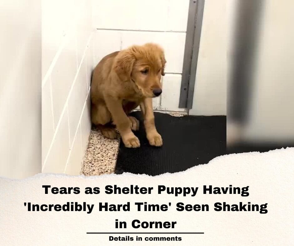 Tears as Shelter Puppy Having ‘Incredibly Hard Time’ Seen Shaking in Corner
