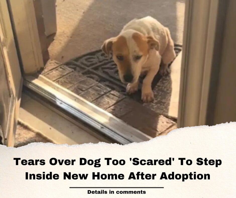 Tears Over Dog Too ‘Scared’ To Step Inside New Home After Adoption