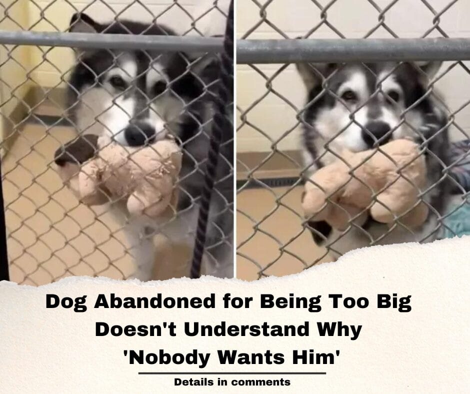 Dog Abandoned for Being Too Big Doesn’t Understand Why ‘Nobody Wants Him’