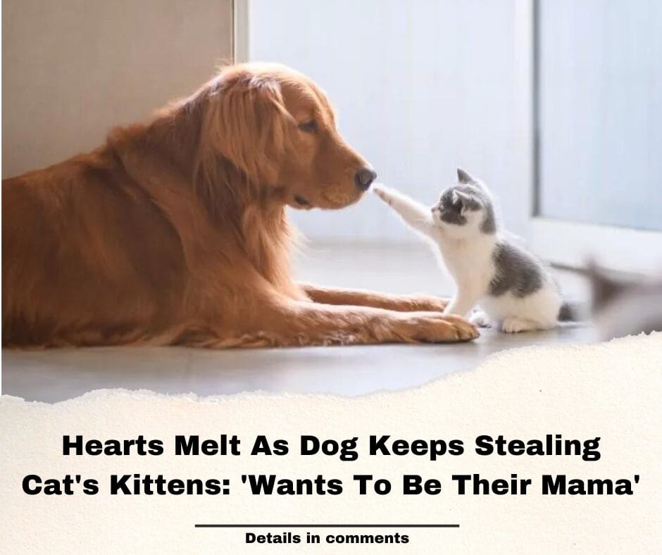Hearts Melt As Dog Keeps Stealing Cat’s Kittens: ‘Wants To Be Their Mama’