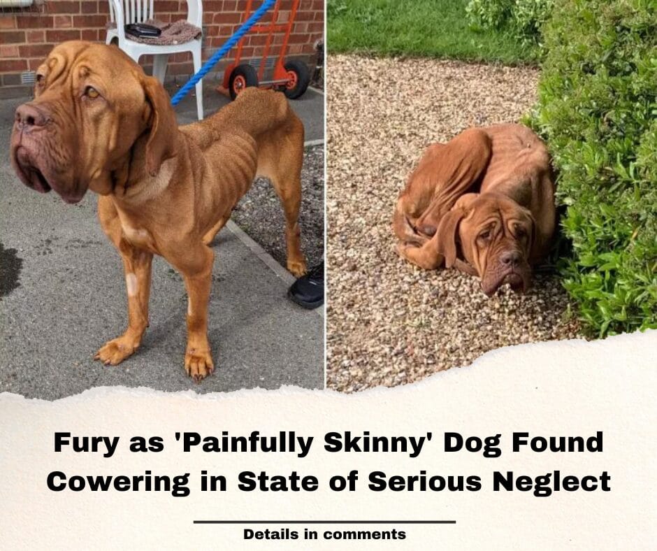 Fury as ‘Painfully Skinny’ Dog Found Cowering in State of Serious Neglect