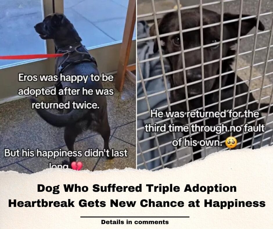 Dog Who Suffered Triple Adoption Heartbreak Gets New Chance at Happiness