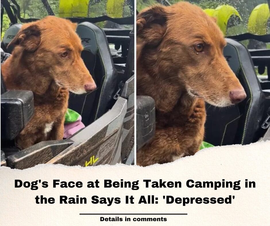 Dog’s Face at Being Taken Camping in the Rain Says It All: ‘Depressed’