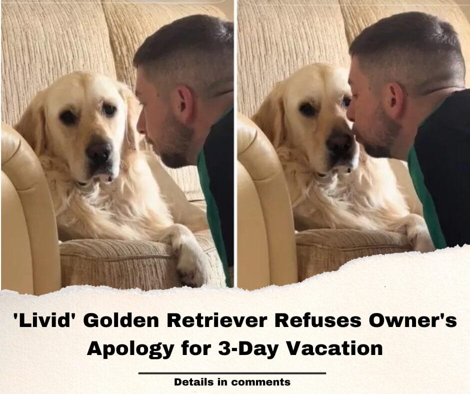 ‘Livid’ Golden Retriever Refuses Owner’s Apology for 3-Day Vacation