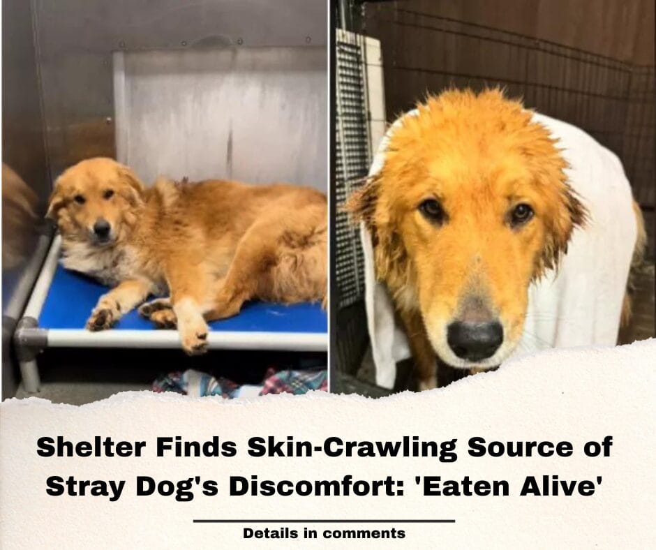 Shelter Finds Skin-Crawling Source of Stray Dog’s Discomfort: ‘Eaten Alive’