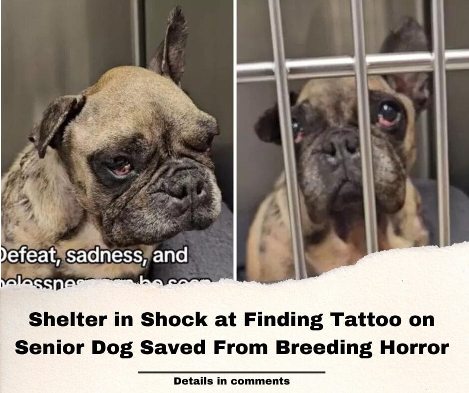 Shelter in Shock at Finding Tattoo on Senior Dog Saved From Breeding Horror
