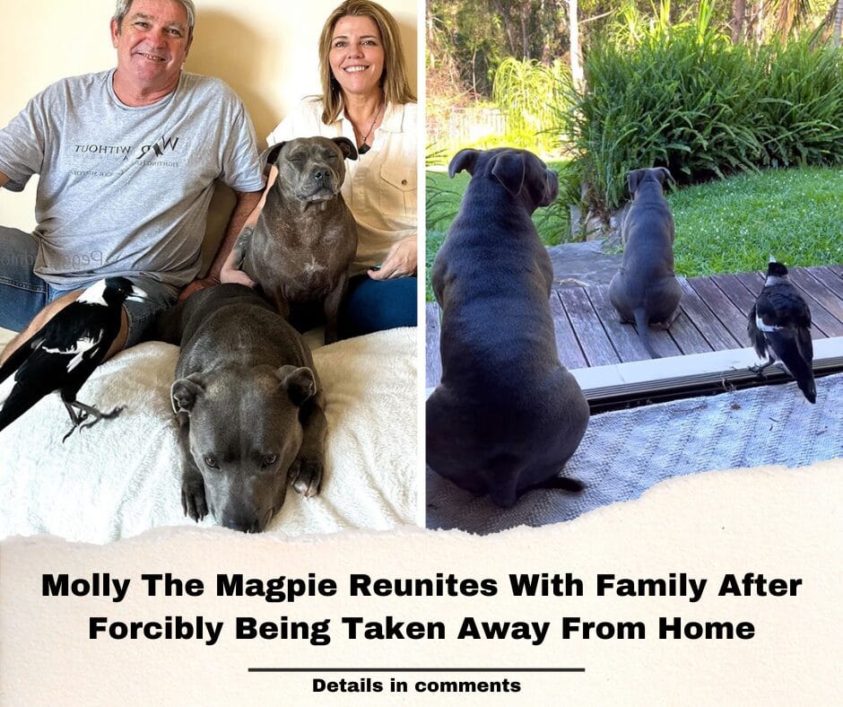 Molly The Magpie Reunites With Family After Forcibly Being Taken Away From Home