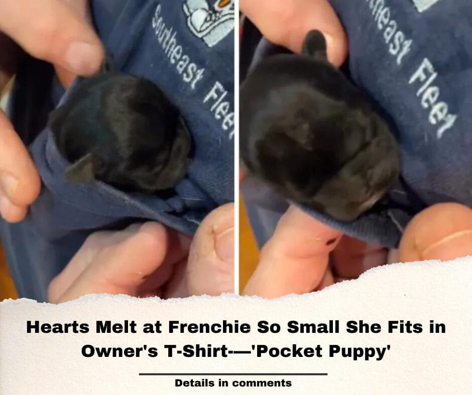 Hearts Melt at Frenchie So Small She Fits in Owner’s T-Shirt-—’Pocket Puppy’