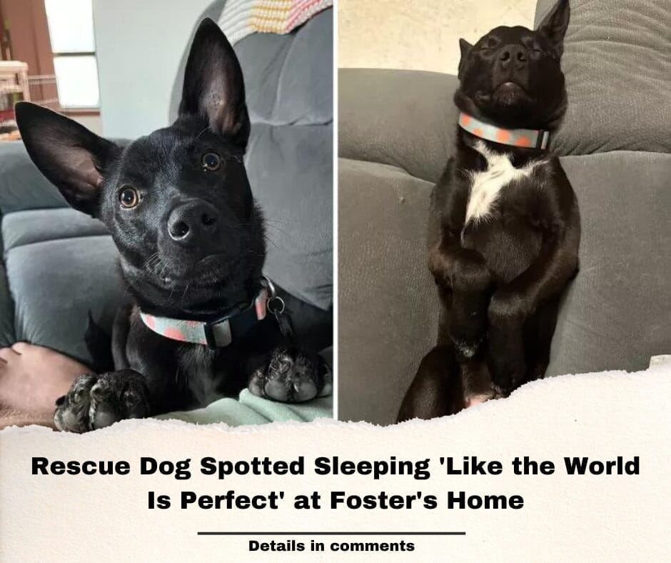 Rescue Dog Spotted Sleeping ‘Like the World Is Perfect’ at Foster’s Home