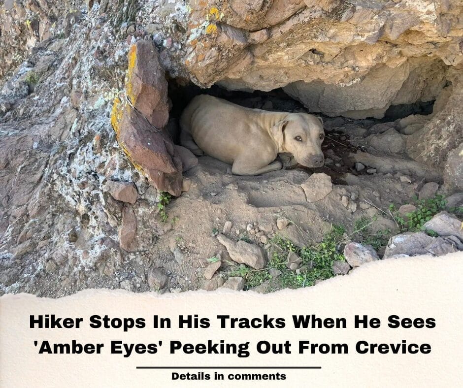 Hiker Stops In His Tracks When He Sees ‘Amber Eyes’ Peeking Out From Crevice