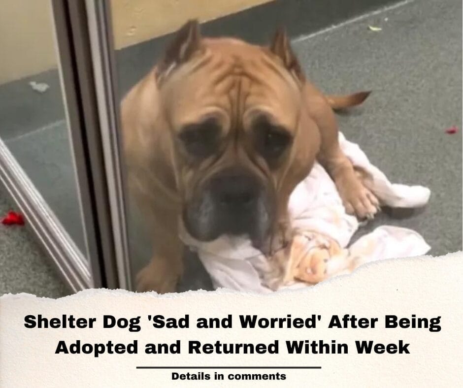 Shelter Dog ‘Sad and Worried’ After Being Adopted and Returned Within Week