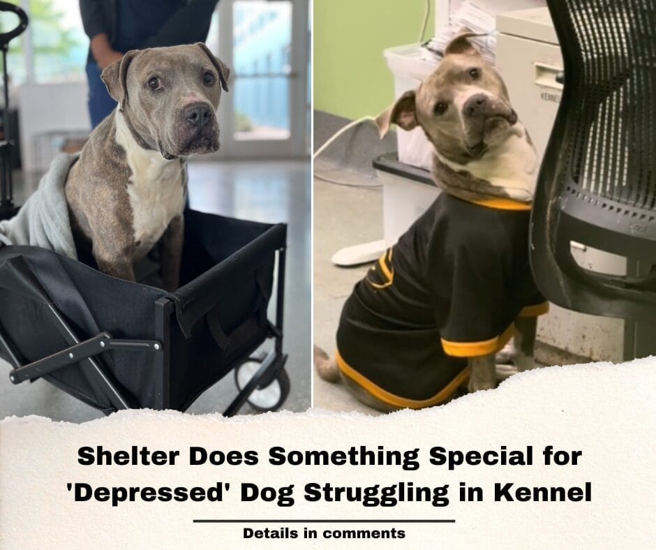 Shelter Does Something Special for ‘Depressed’ Dog Struggling in Kennel