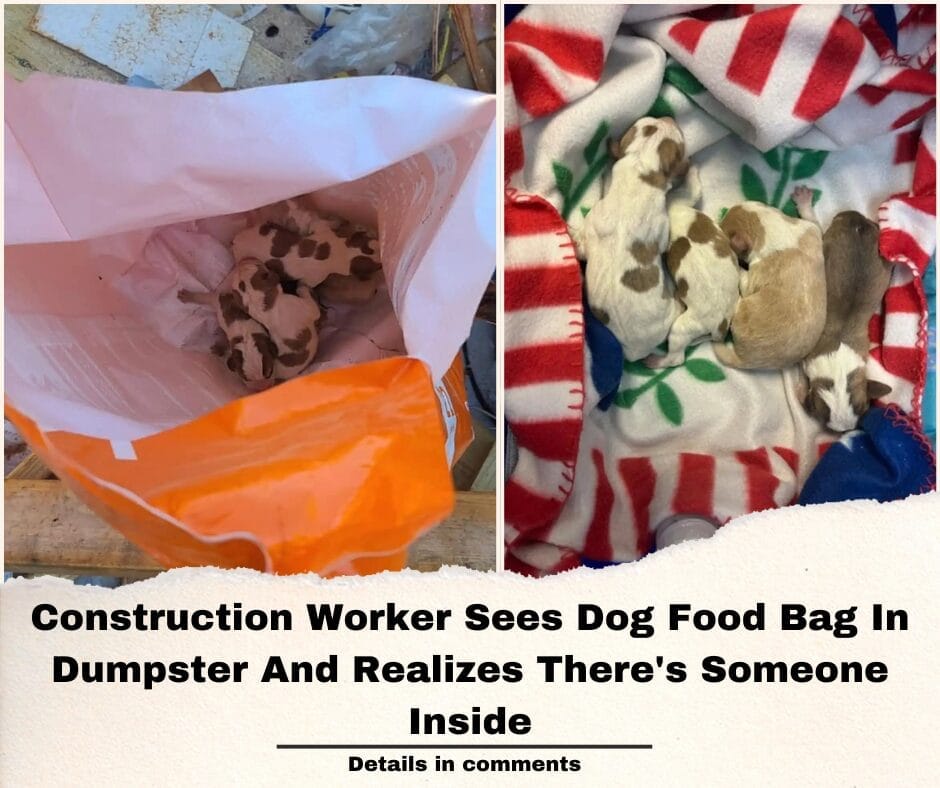 Construction Worker Sees Dog Food Bag In Dumpster And Realizes There’s Someone Inside
