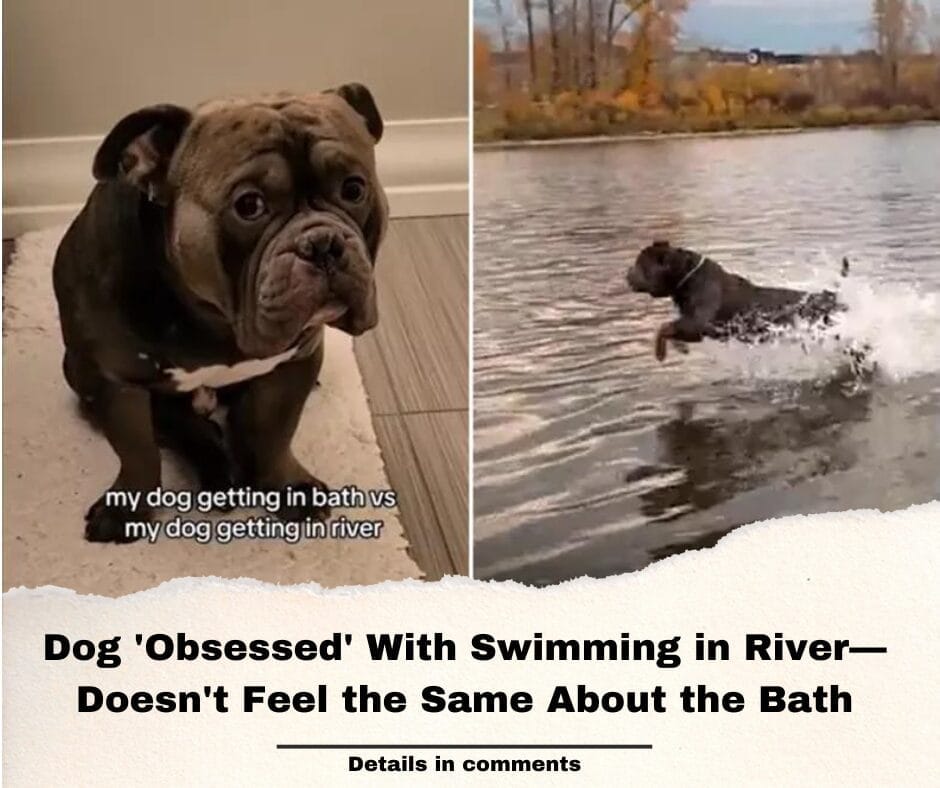 Dog ‘Obsessed’ With Swimming in River—Doesn’t Feel the Same About the Bath