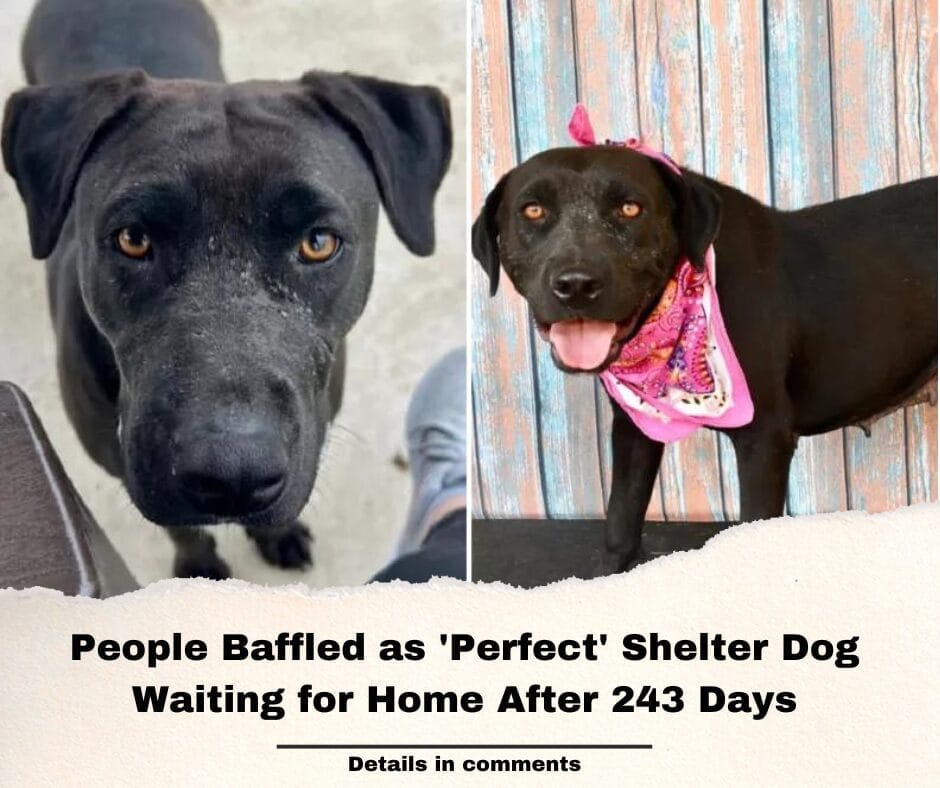 People Baffled as ‘Perfect’ Shelter Dog Waiting for Home After 243 Days