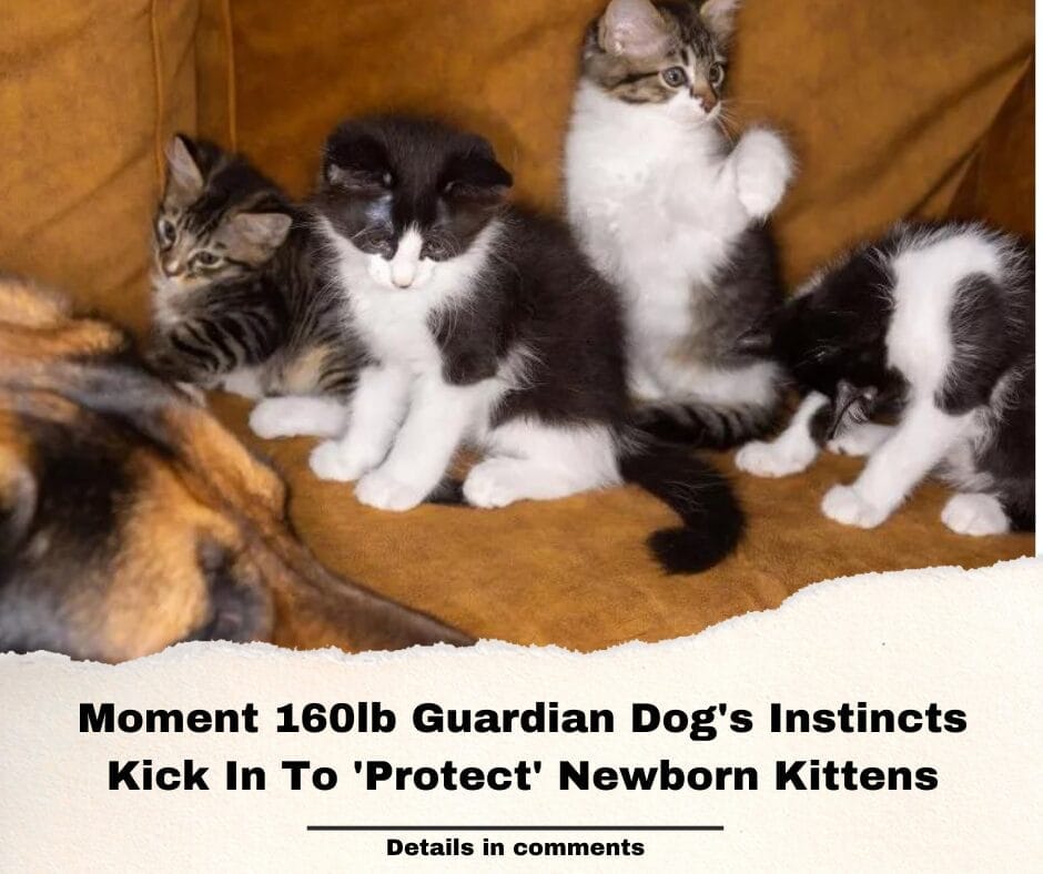 Moment 160lb Guardian Dog’s Instincts Kick In To ‘Protect’ Newborn Kittens