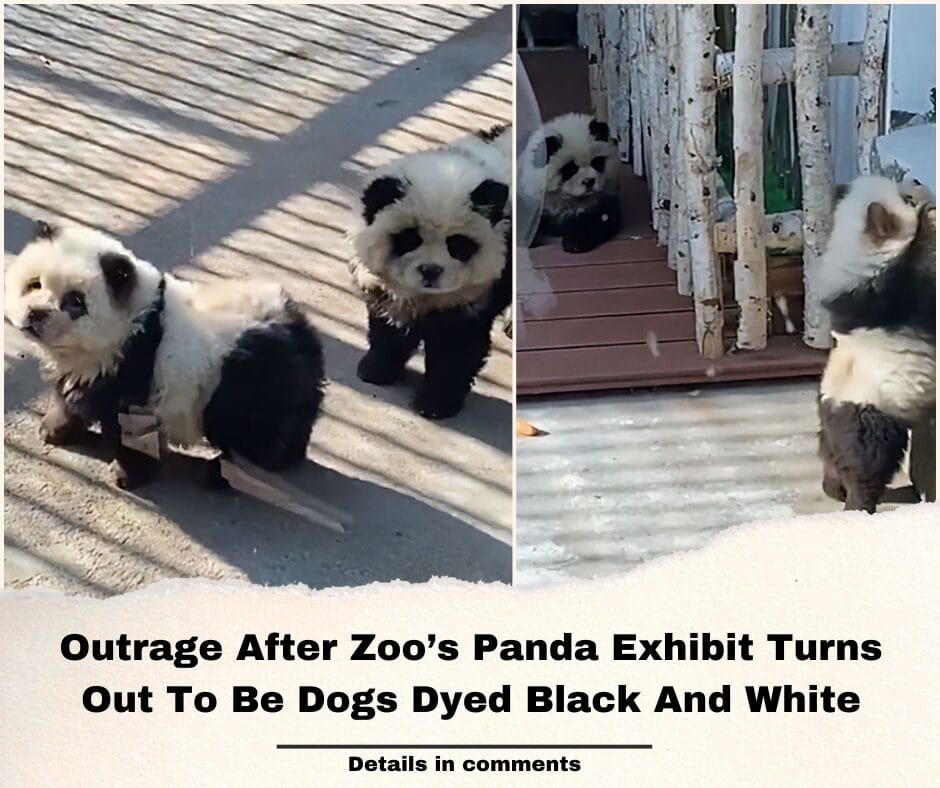 Outrage After Zoo’s Panda Exhibit Turns Out To Be Dogs Dyed Black And White