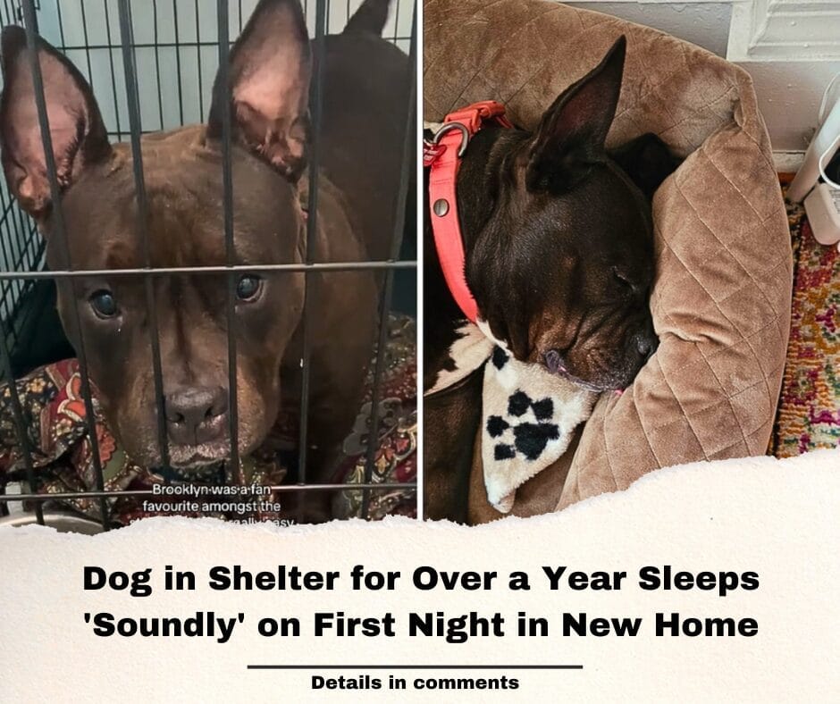 Dog in Shelter for Over a Year Sleeps ‘Soundly’ on First Night in New Home